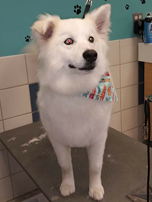 Oscar